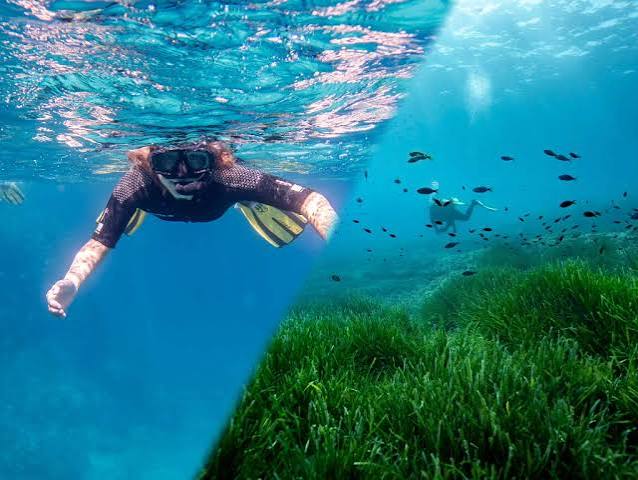 Tour de snorkel individual (máscara, aletas, tubo, neopreno)