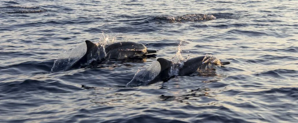 Sunrise Dolphins