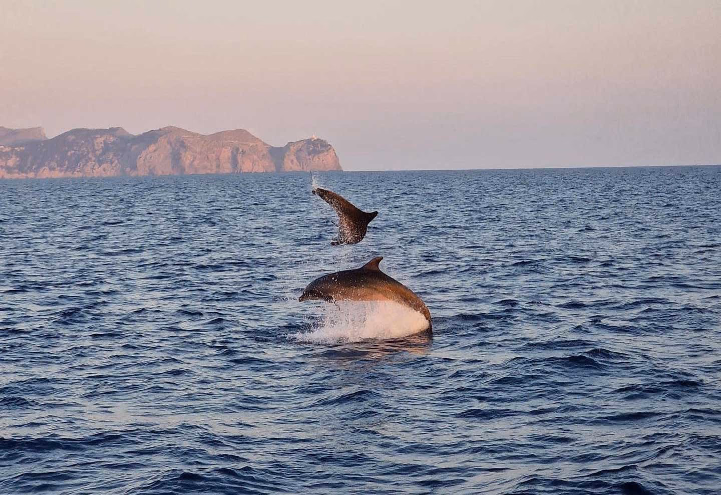 Sunrise Dolphins