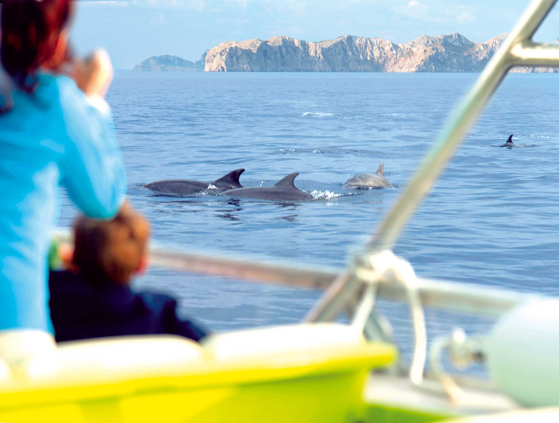 Sunrise Dolphins