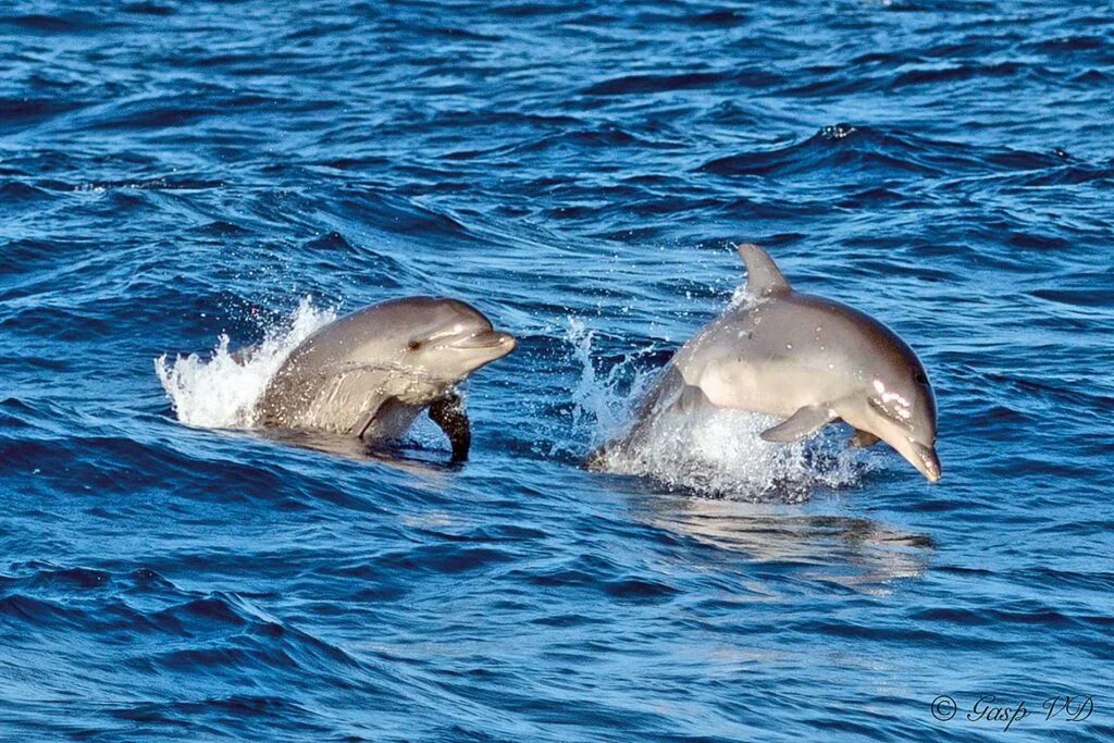 Aventura con delfines
