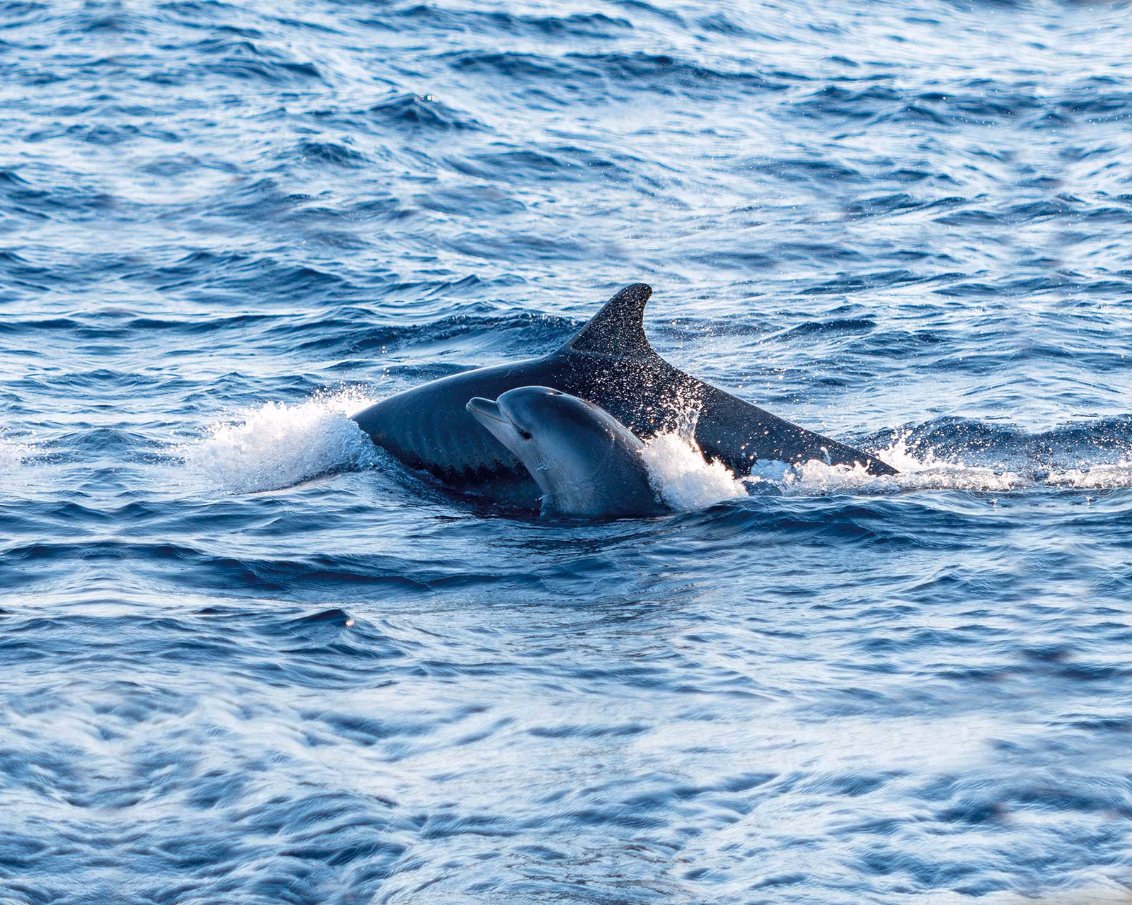 Aventura con delfines
