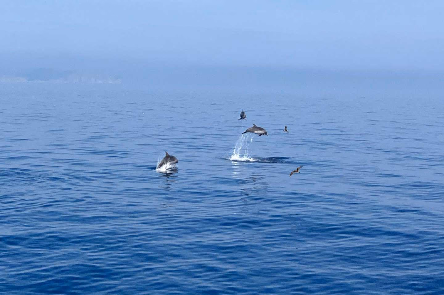 Aventura con delfines