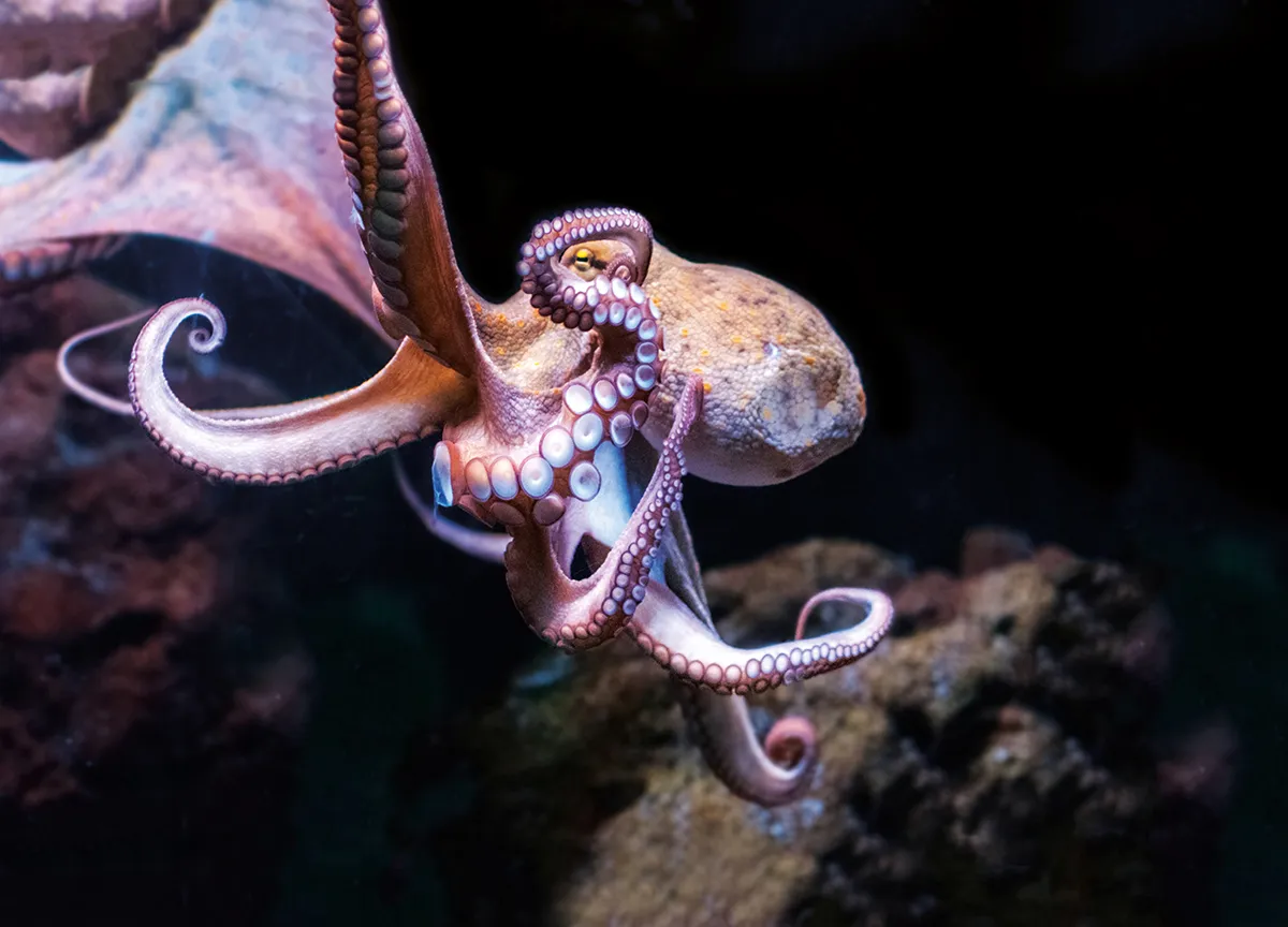 Palma Aquarium