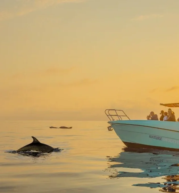 Dolphins experience